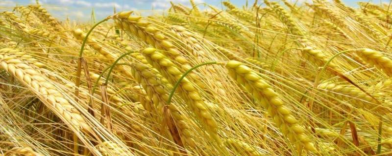 小麦习性 小麦的特征特性