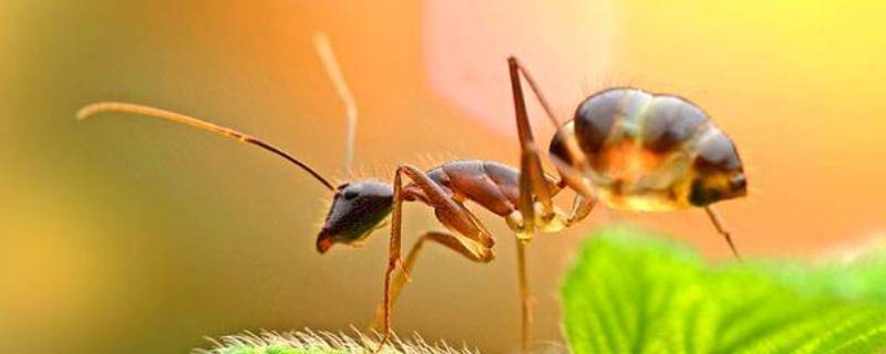 蚂蚁的特点 蚂蚁的特点和本领