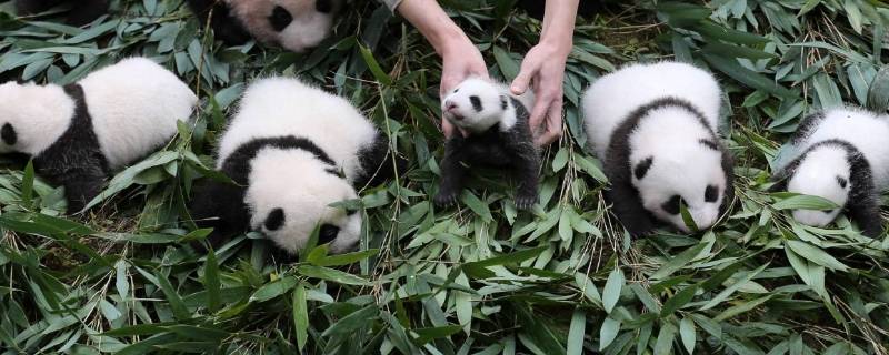 小熊猫吃什么食物 小熊猫都吃什么食物