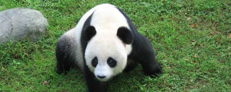 大熊猫有哪些种类（大熊猫有哪些种类分别有多少只）