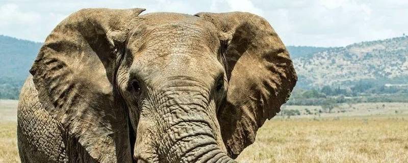 大象耳朵的作用是什么（大象的耳朵的作用）