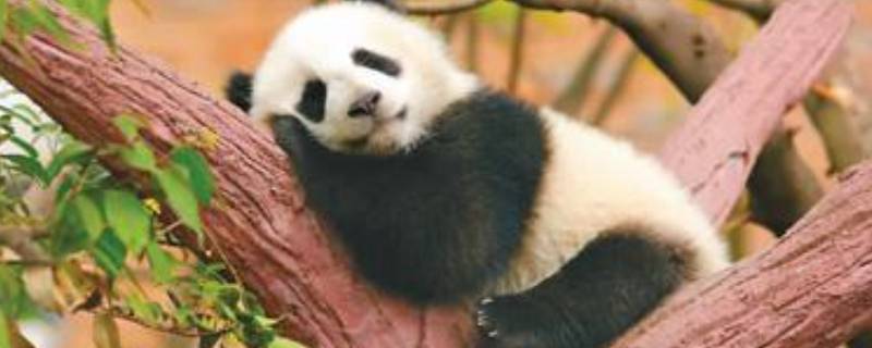 熊猫的寿命 熊猫的寿命最长能活多少年