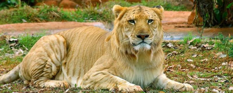 狮虎兽的特点 狮虎兽的特点是什么