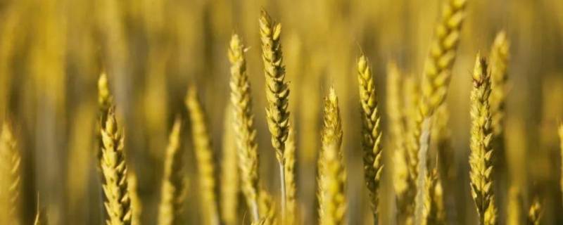 大麦的用途 大麦的用途主要有哪些