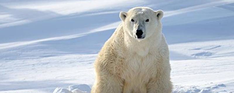北极熊是什么颜色的 北极熊是什么颜色的题