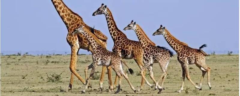 长颈鹿属于鹿类 长颈鹿属于鹿类说法正确吗