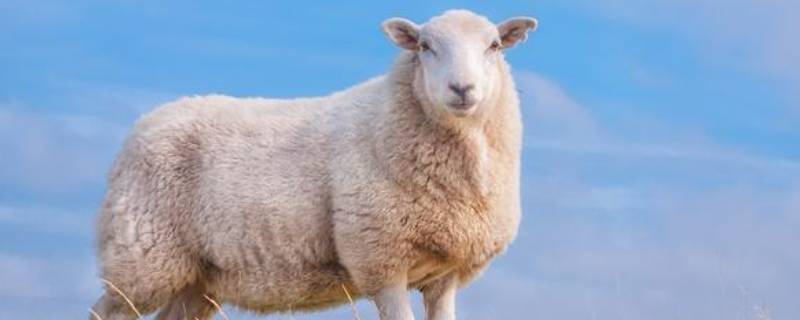 羊的特点 喜羊羊的特点
