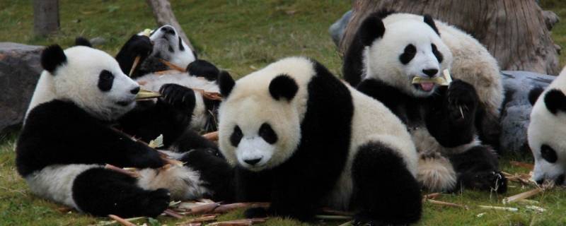 熊猫的活动有哪些 熊猫的活动有哪些特点