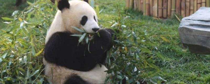 熊猫怎样吃竹子（熊猫怎样吃竹子的句子）