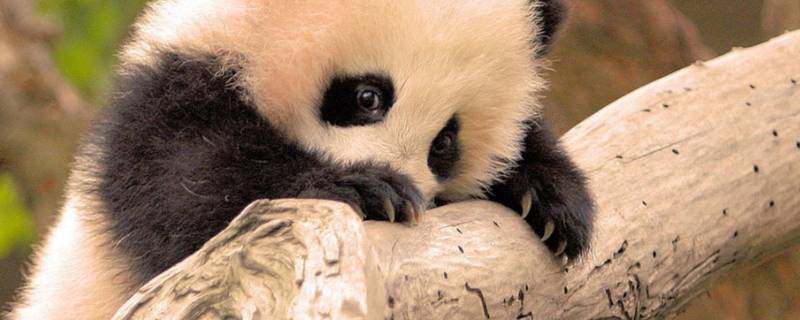 为什么熊猫是国宝 为什么熊猫是国宝作文300字