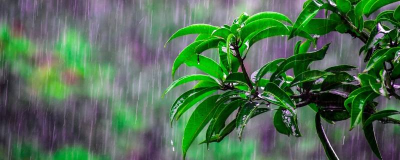 杭州梅雨季节是几月份到几月份结束 杭州梅雨季节是几月份到几月份结束的