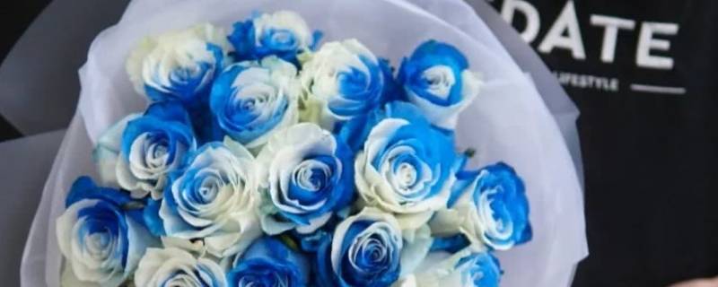 淡蓝白相间的玫瑰叫什么 淡蓝白相间的玫瑰图片