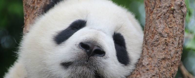 大熊猫怎样睡觉（大熊猫怎样睡觉繁殖）