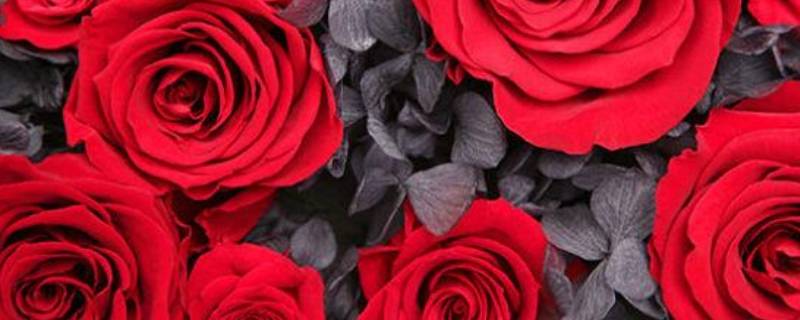 玫瑰花数量的寓意和花语（玫瑰花的花语和象征）