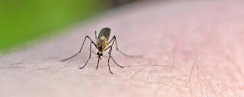 屋里有蚊子怎么办简单有效办法 怎样快速找到房间里的蚊子