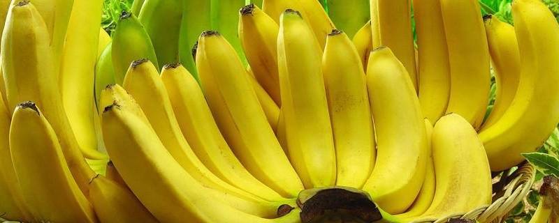 香蕉有几种（香蕉有几种品种）