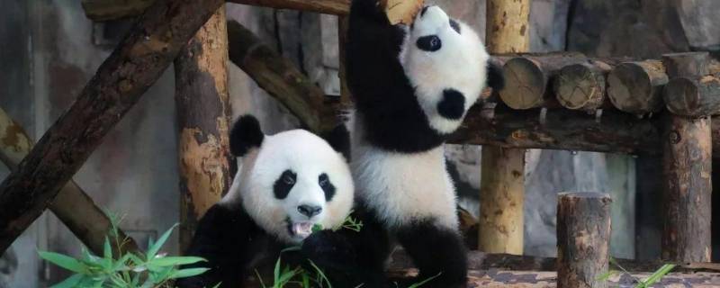 大熊猫寿命有多长 大熊猫寿命一般有多长