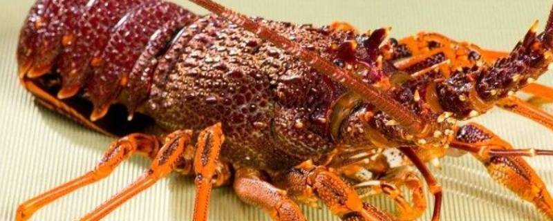 怎么分辨龙虾的公母 怎样辨别龙虾公母