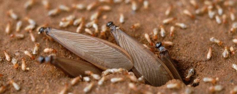 屋里有带翅膀的蚂蚁怎么回事 屋内出现很多带翅膀的蚂蚁