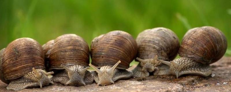 蜗牛能吃什么 蜗牛能吃什么叶子