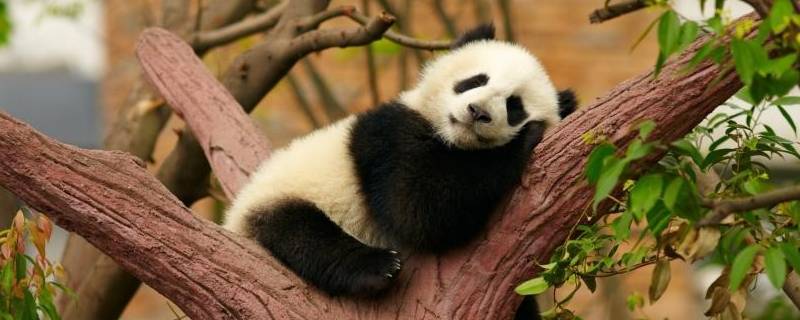大熊猫怎么睡觉 大熊猫咋睡觉