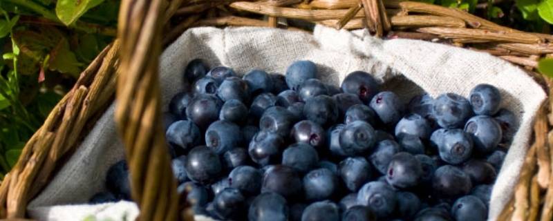 蓝莓怎么存放保鲜多久 蓝莓怎么保存能放多久