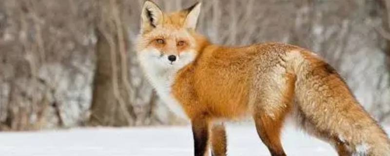 狐狸的特点（狐狸的特点和性格是什么）