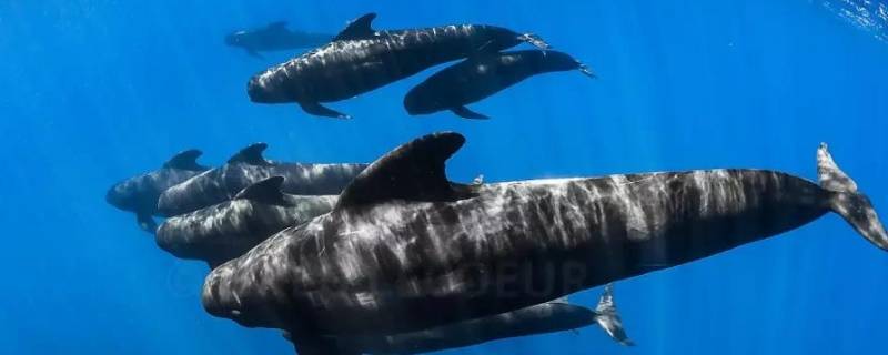 保护鲸鱼的措施 保护鲸鱼的措施英语句子带翻译