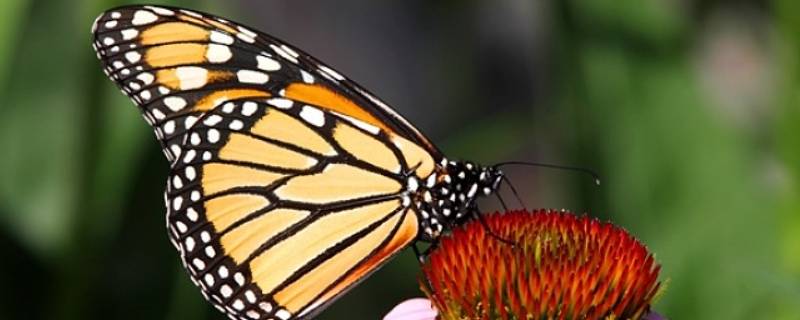 黑脉金斑蝶的特点 黑脉金斑蝶是濒危物种吗