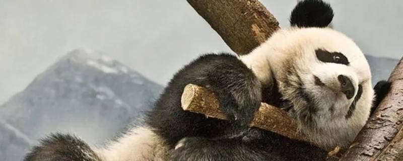 大熊猫的特点有哪些 大熊猫的特点有哪些全部写出来