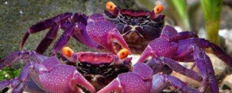 吸血鬼蟹的特点 紫色吸血鬼蟹