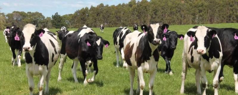 奶牛的特点 奶牛的特点和生活特征