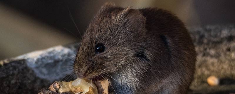 什么气味可以驱赶老鼠 怎样才能消除老鼠气味