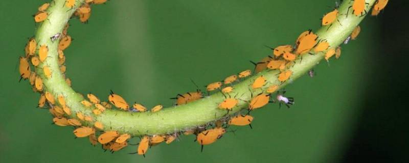 蚜虫的特点（蚜虫的特点和生活特征）