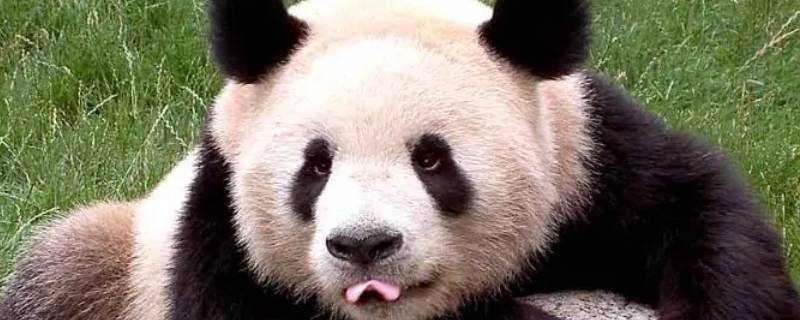 大熊猫怎么活动（大熊猫怎么活动的句子）