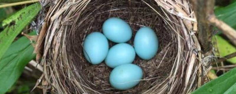 淡绿色蛋壳是什么鸟的蛋（绿色壳的鸟蛋是什么鸟）