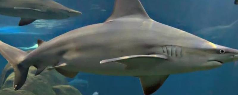 条纹斑竹鲨的特点（条纹斑竹鲨是什么目）