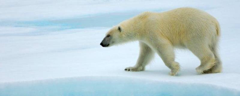 北极熊的特点（北极熊的特点和生活特征）