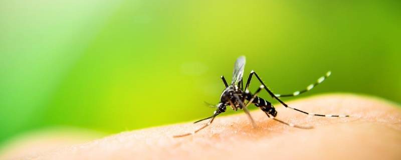 蚊子习性 蚊子特征是什么