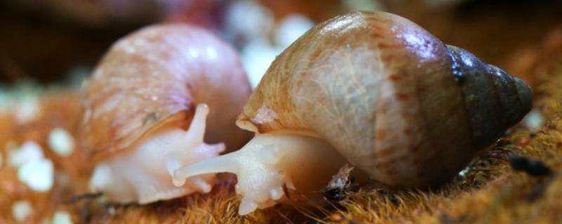 白玉蜗牛和非洲大蜗牛的区别（白玉蜗牛跟非洲大蜗牛）