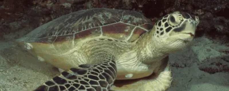 太平洋丽龟的特点（丽龟是海龟吗）