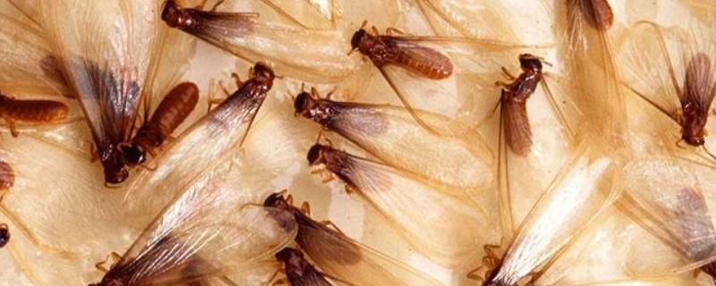白蚁是怎么产生的 白蚁是怎么产生的?