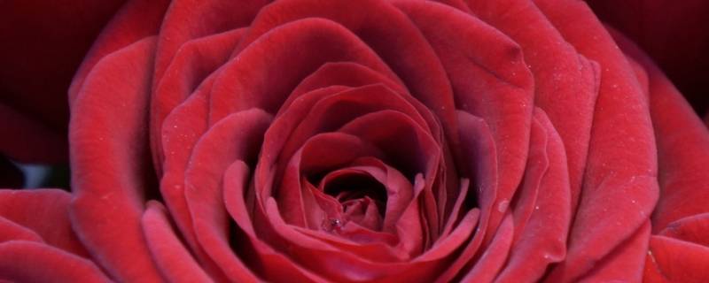 22朵红玫瑰花语是什么 21朵红玫瑰花的花语是什么