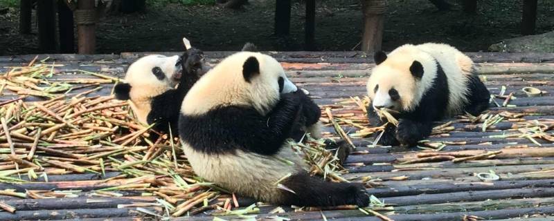 大熊猫如何吃竹子（大熊猫是怎样吃竹子的）