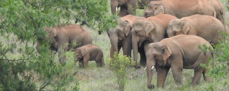 大象群居生活方式 大象喜欢群居生活还是独居生活