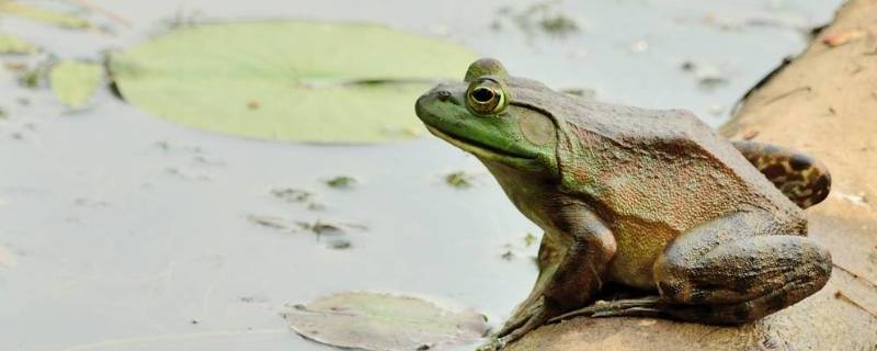 牛蛙的特点 牛蛙是哪儿的特色
