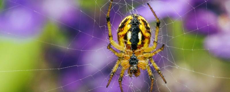 蜘蛛在房前结网的原因是什么（一年级蜘蛛在房前结网的原因是什么）