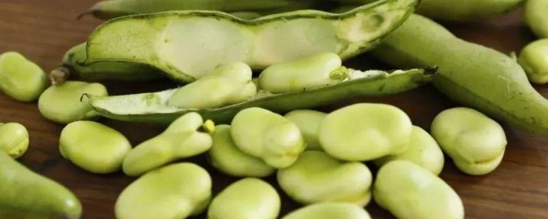 嫩蚕豆如何保存 嫩蚕豆的保存方法