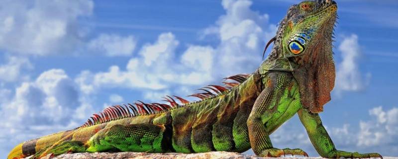 iguana是变色龙吗 变色龙到底是什么