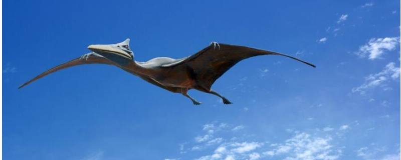会飞的恐龙有哪些种类 会飞的恐龙的种类